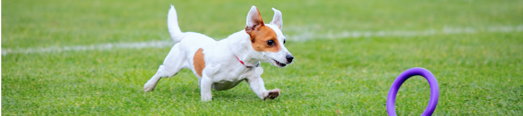 Fake grass for pets