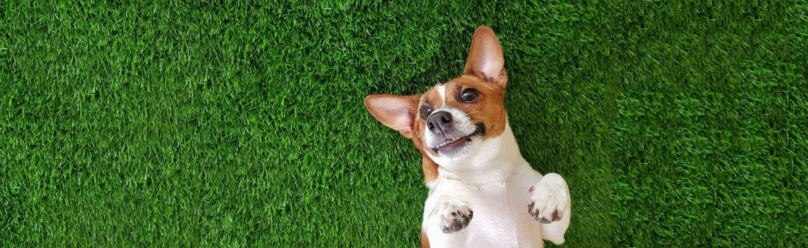 Is Artificial Grass Safe for Pets?