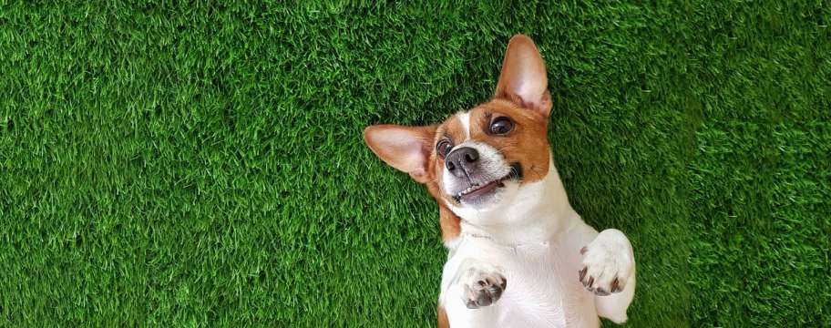 Is Artificial Grass Safe for Pets?